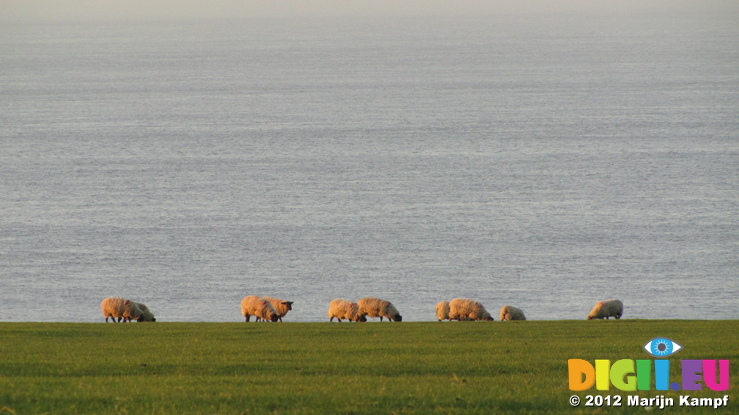 SX21918 Sheep grazing at the end of the world